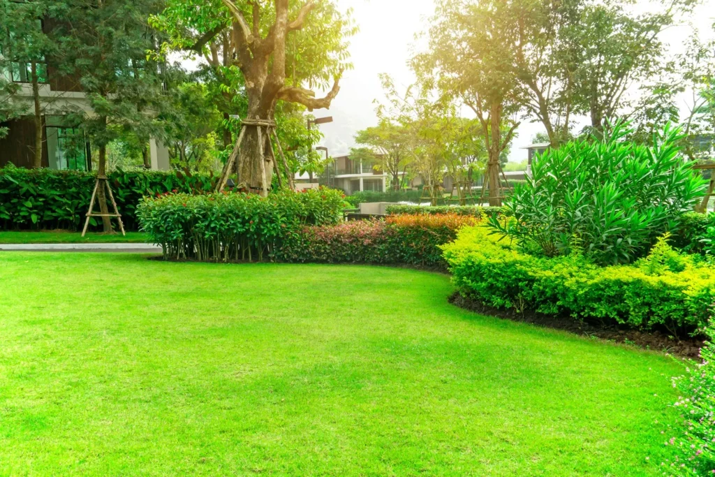 A well-irrigated lawn.