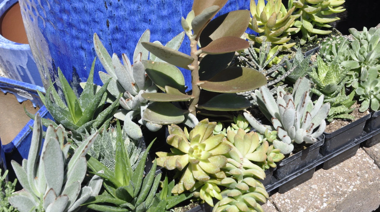 succulent plants