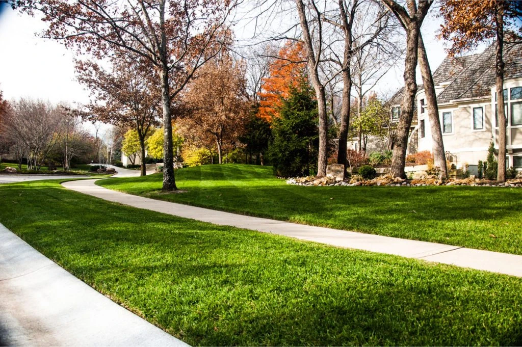 Large green lawn with bare trees.