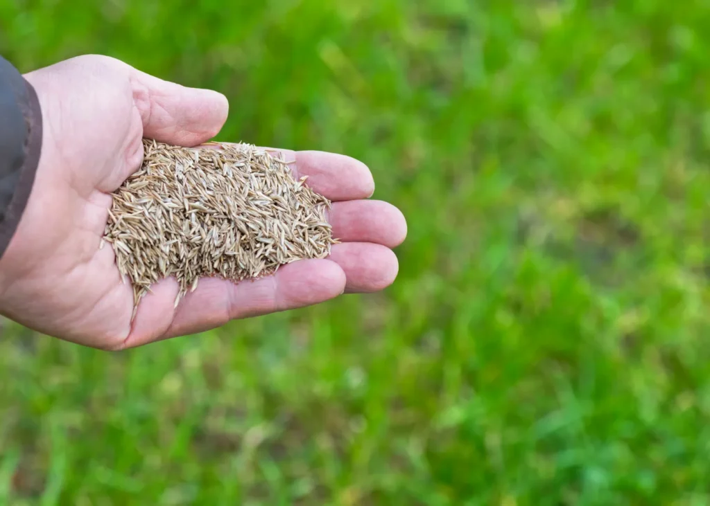 Someone holding grass seeds.