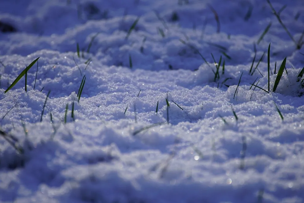 Grass covered in snow.