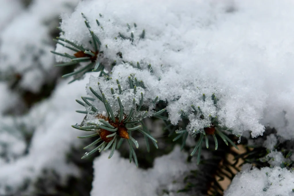 Snow covered Pine Tree.