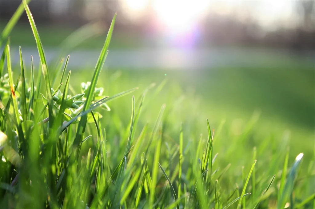 Close up picture of a grass field.