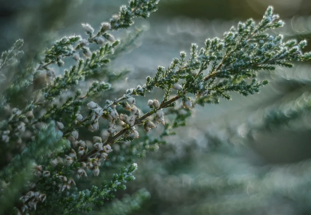Frozen plants in a yard.