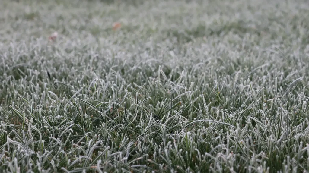 A frozen lawn.