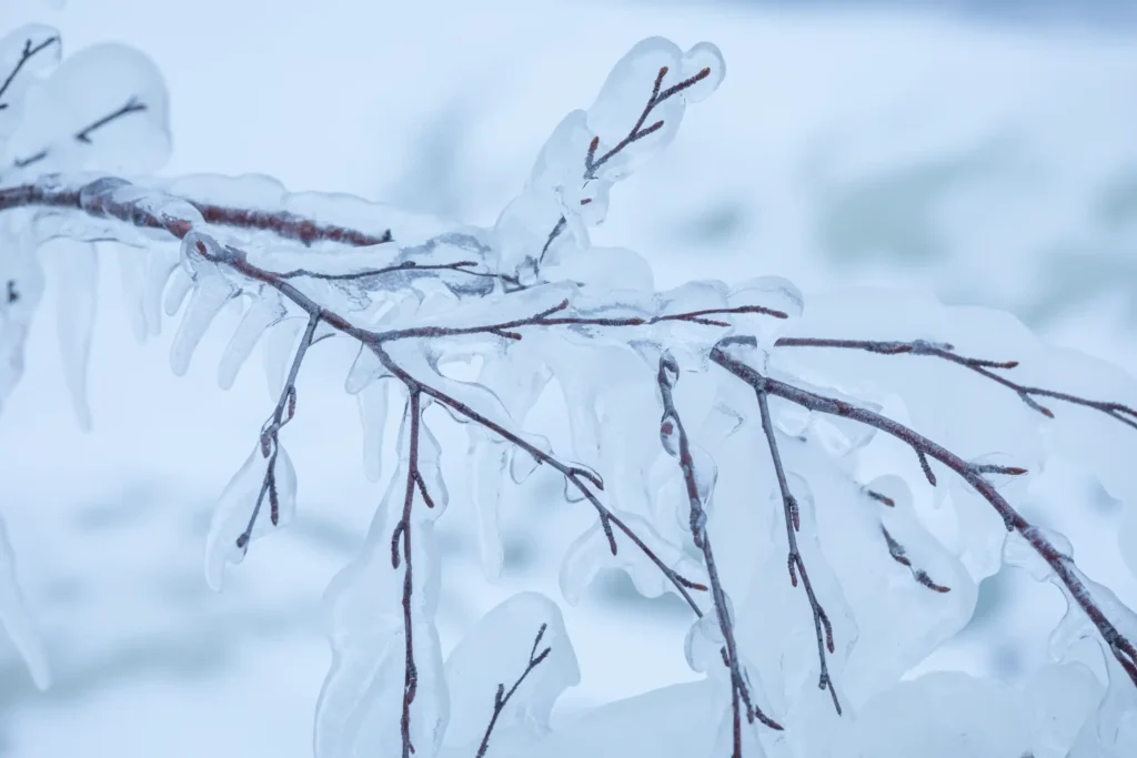 Tree branch that is frozen.