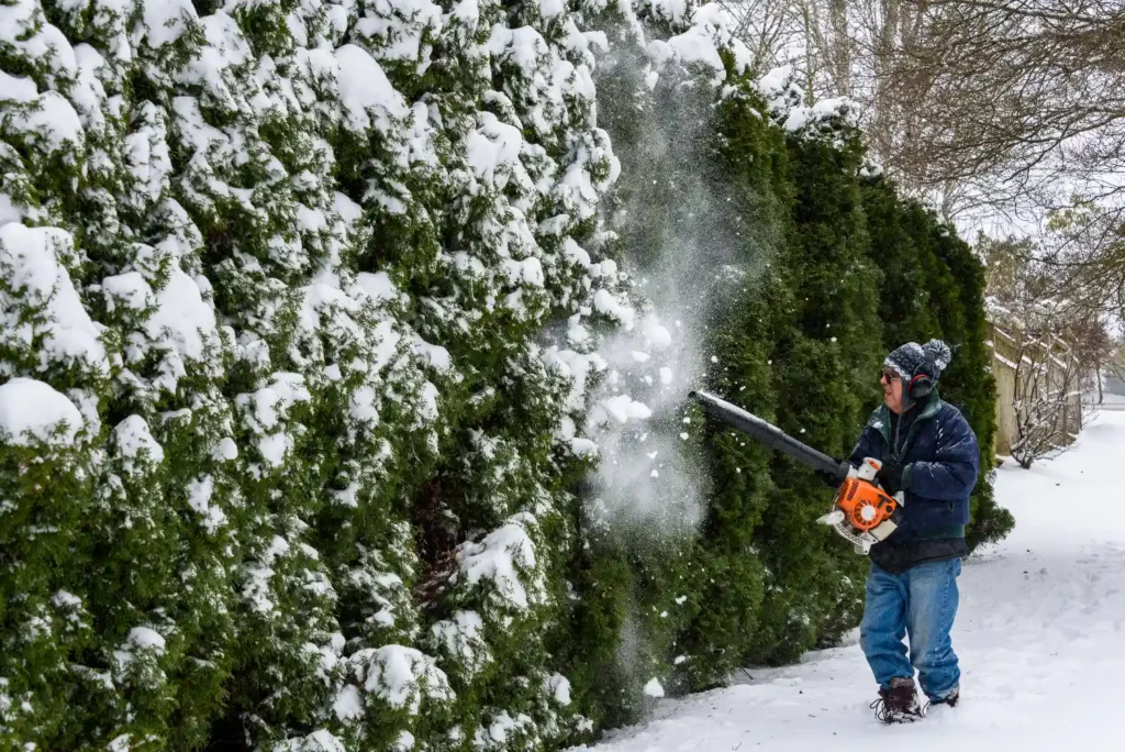 A man snowblowing bushes.