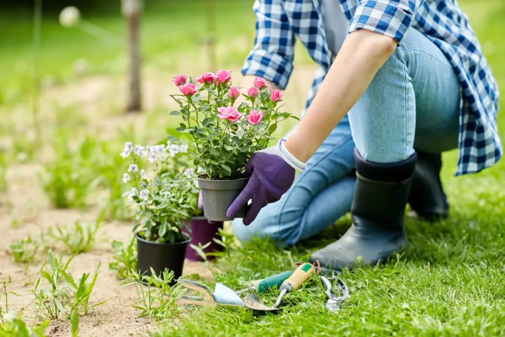 Woman planting rose flowers at summer garden.