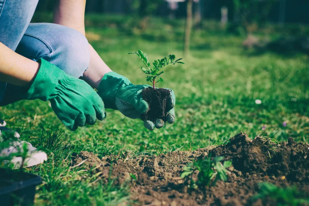 A gardener putting plants in the ground.