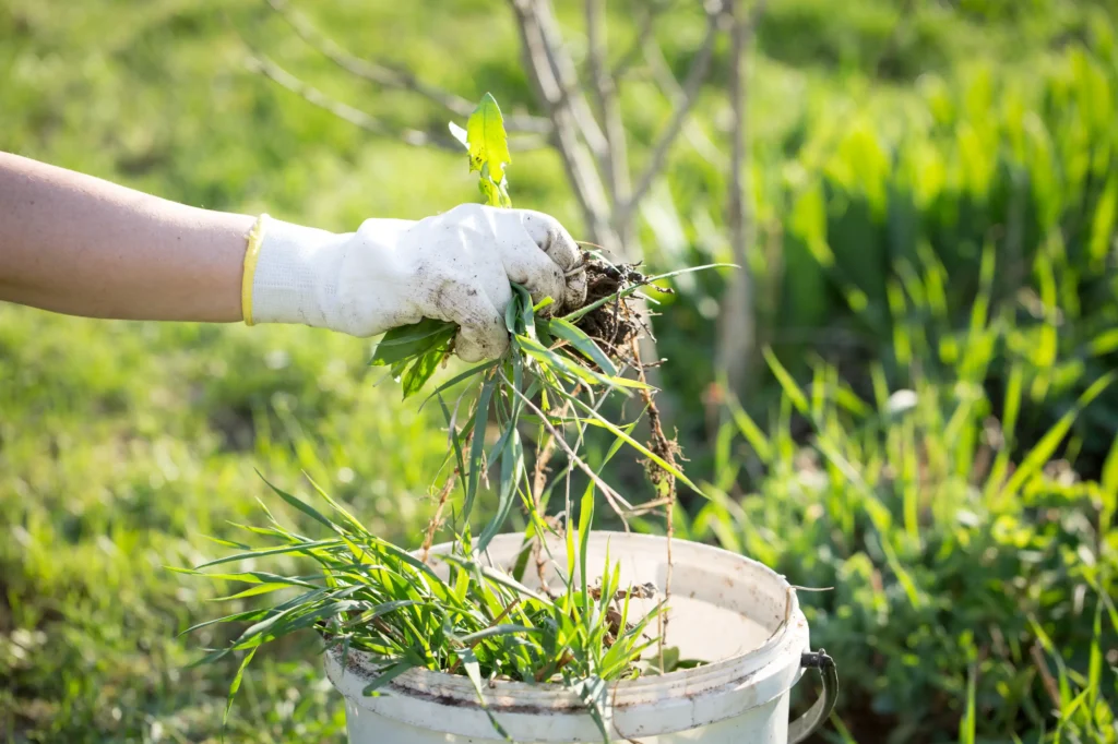 A person with gloves holding weeds putting them in  a white bucket.