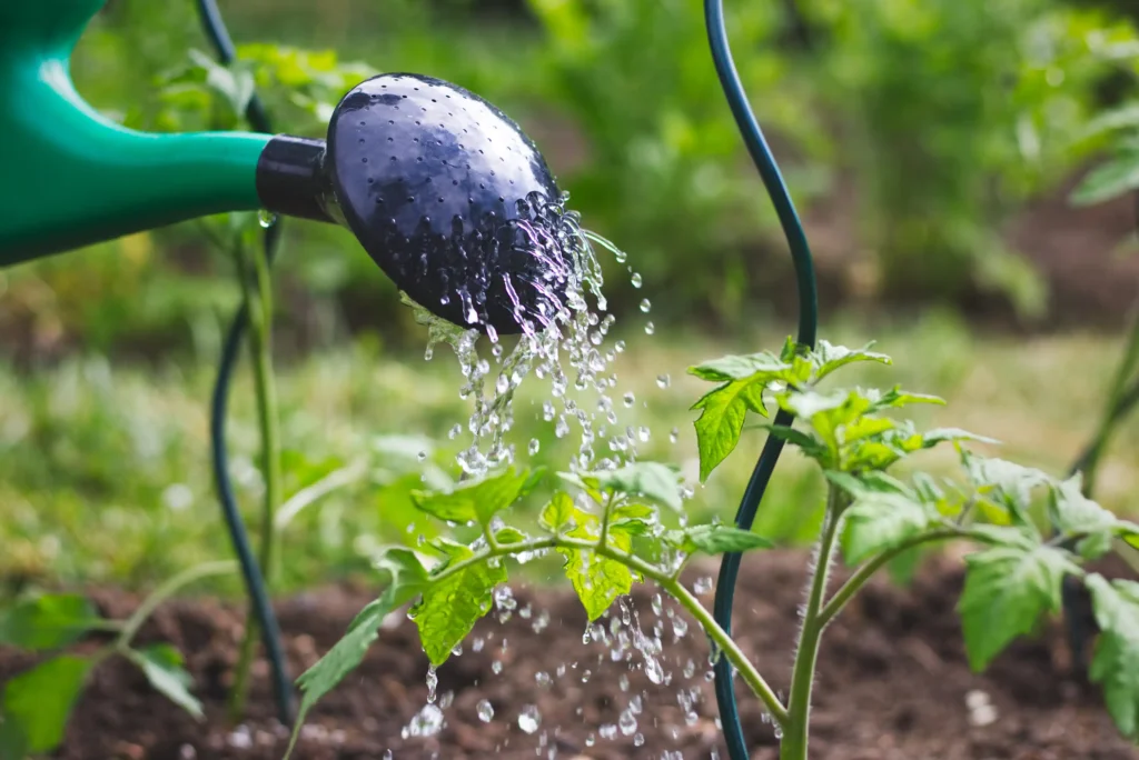 A watering can watering a plant.