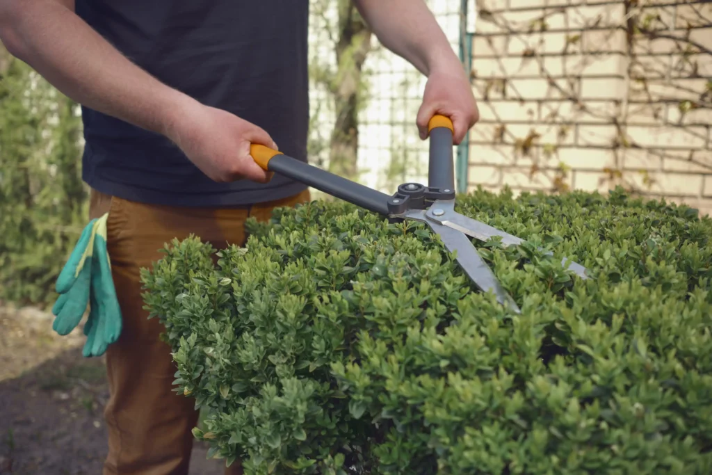A man holding large cutters shaping a bush.
