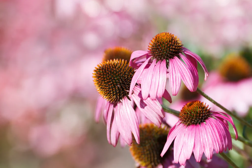 A group of purple coneflowers growing in a field.