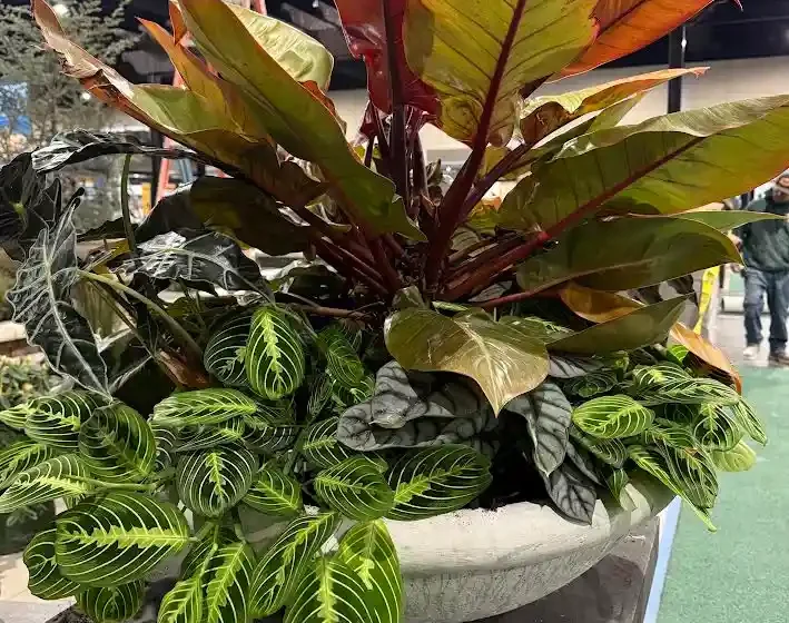 Kansas City, MO Plant Health Care Company