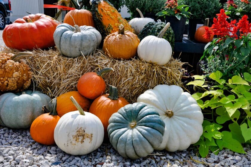 Garden Center in Sunrise Beach, MO